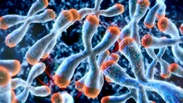 Chromosome structure with telomeres at the ends