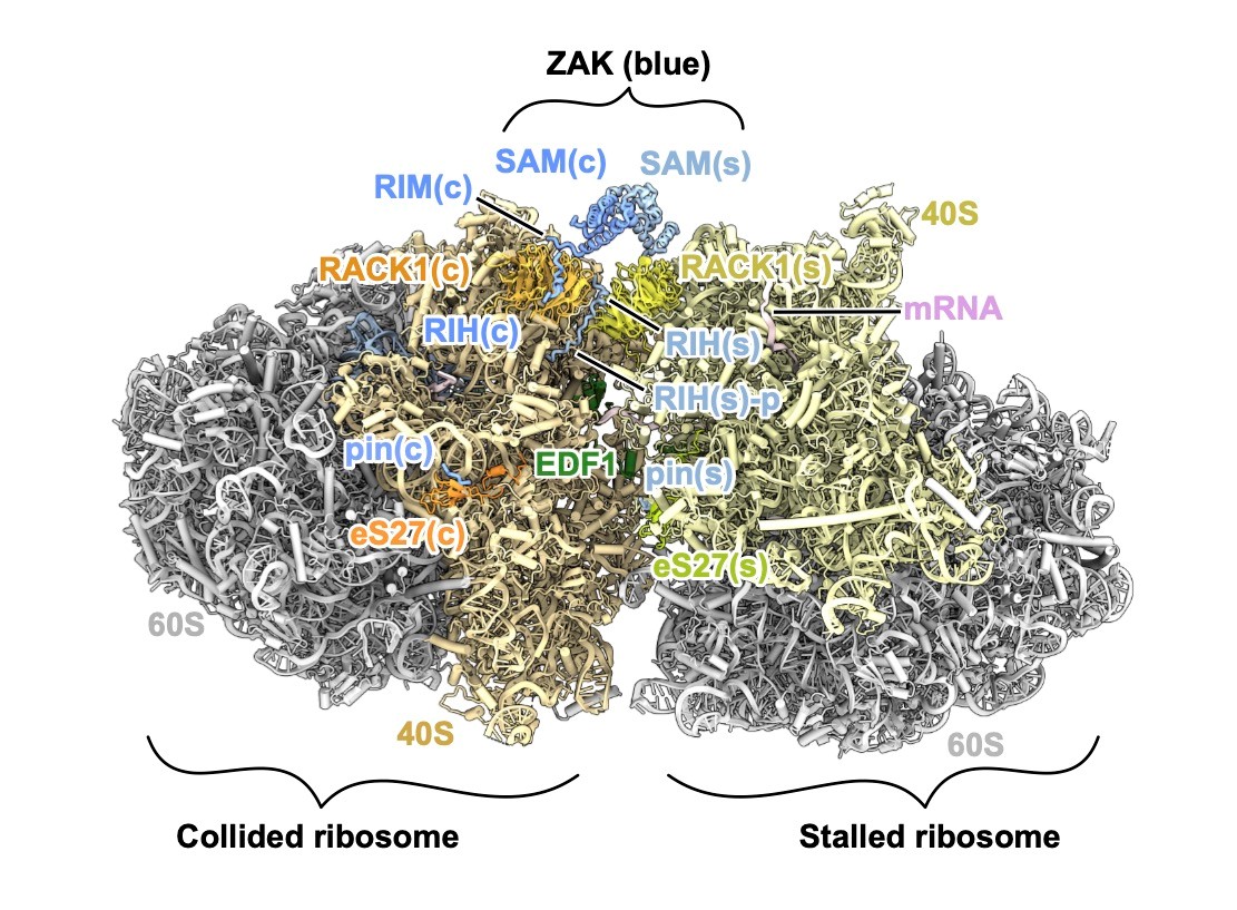 Cryo-EM structure of ZAK bound at the interface of a ribosome collision