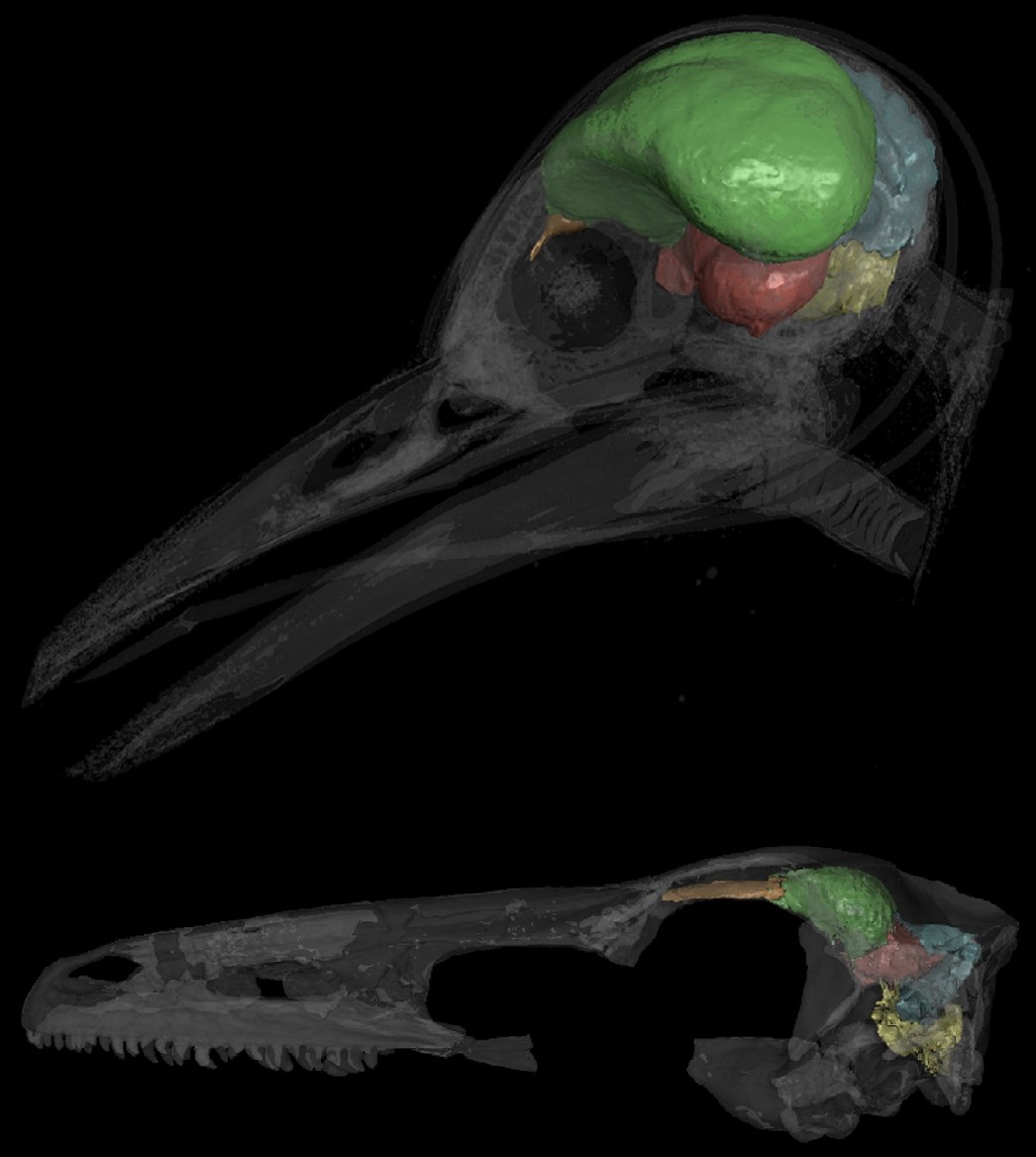 Bird brain fossils combined