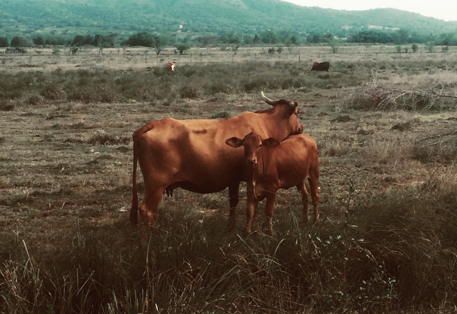 Photograph of two brown cows in a field