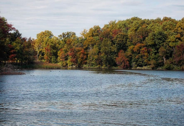 Photograph of a lakeside with trees along the lakeshore