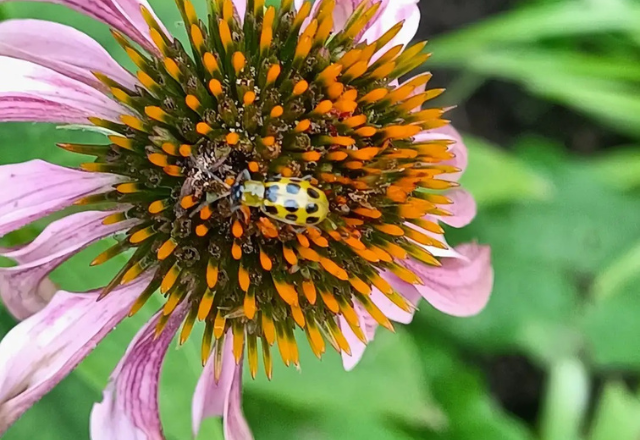 Photograph of a close-up of a flower with a spotted bug collecting the pollen.