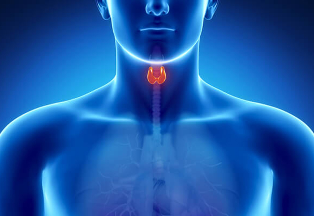 thyroid anatomy