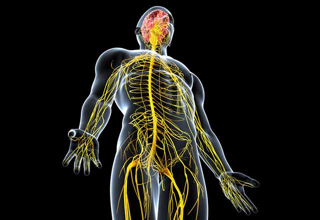 nerves throughout the male body