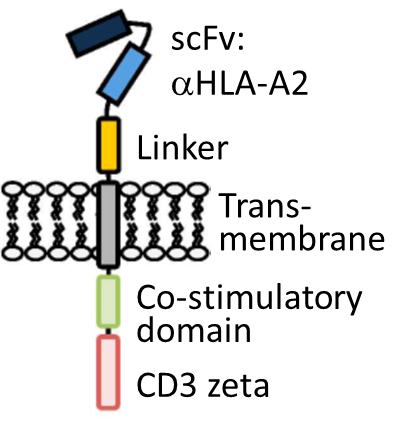 Diagram of a CAR.