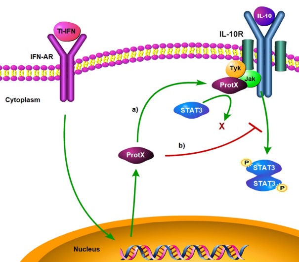 An illustration showing a proposed model of cross-regulation between type 1 interferons and interleukin-10 signaling.