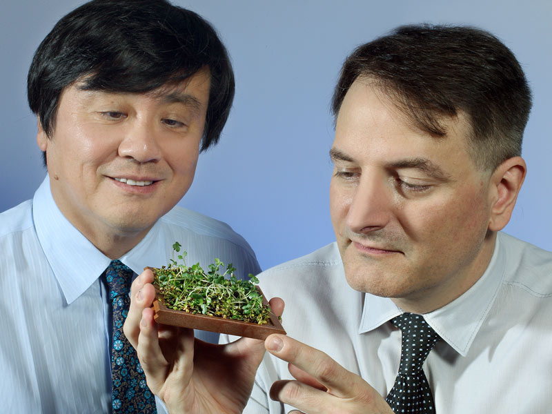 Akira Sawa and Thomas Sedlak looking at broccoli sprouts