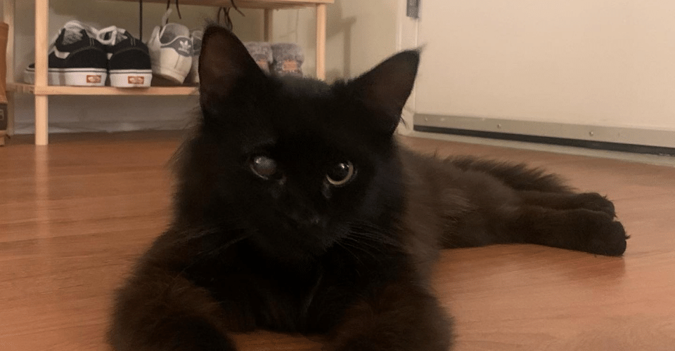 black cat sitting on floor