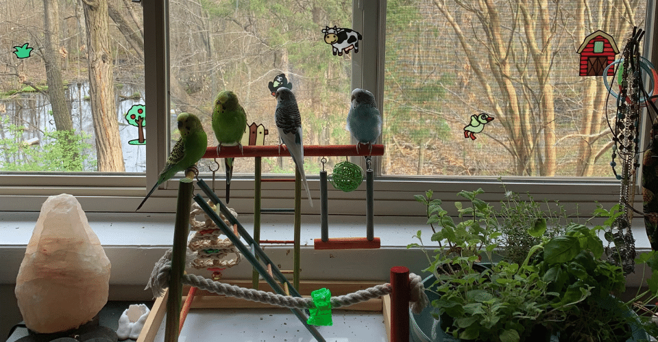 group of birds loking out the window