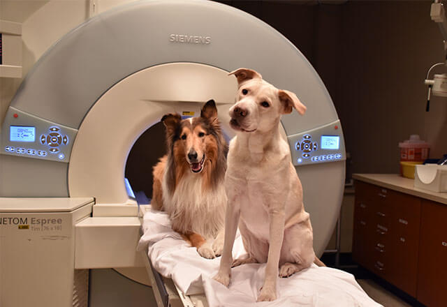 pitbull and collie in MRI machine