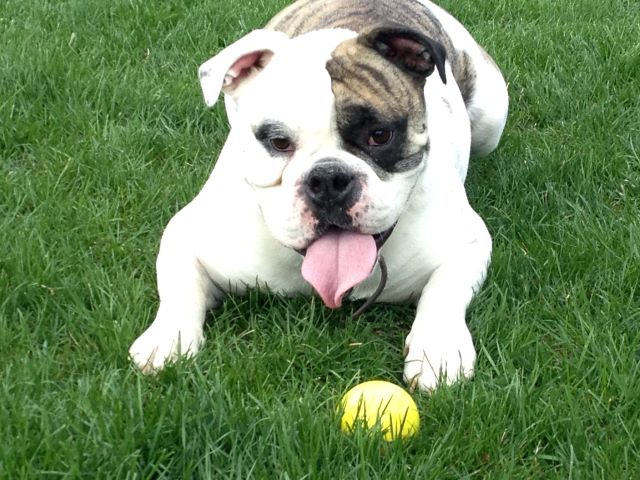 bulldog in yard with ball