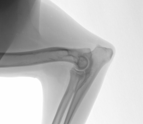 Fluoroscopic Image of a Canine Elbow