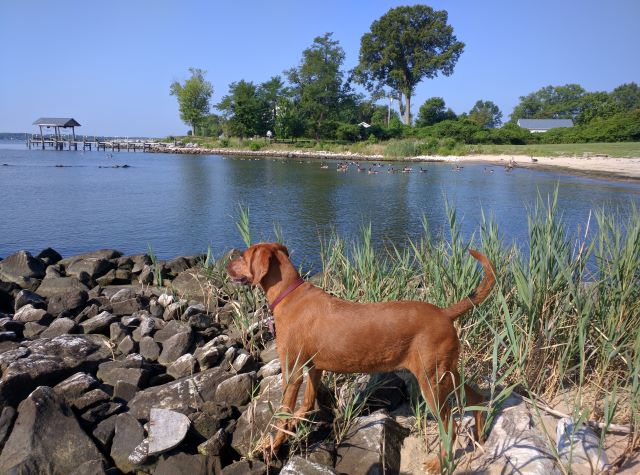 dog stands on rocky beach at park