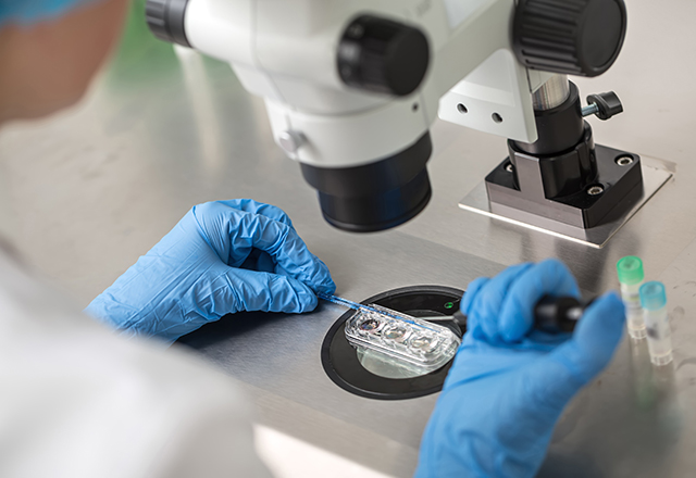 A researcher examines a sample under a microscope.