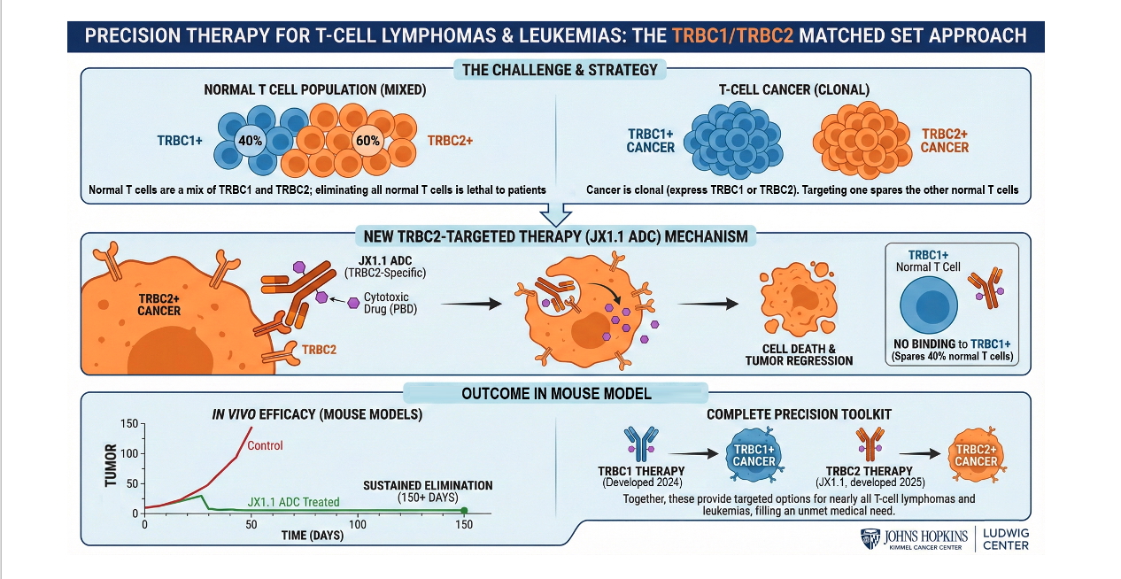 T cells precision therapy