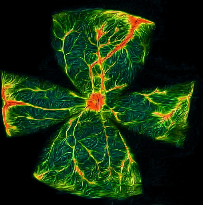Diabetic mice retina May 6