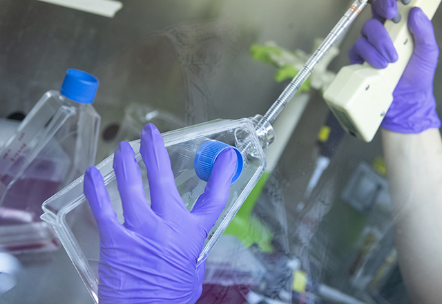 A close up of gloved hands working in the lab.