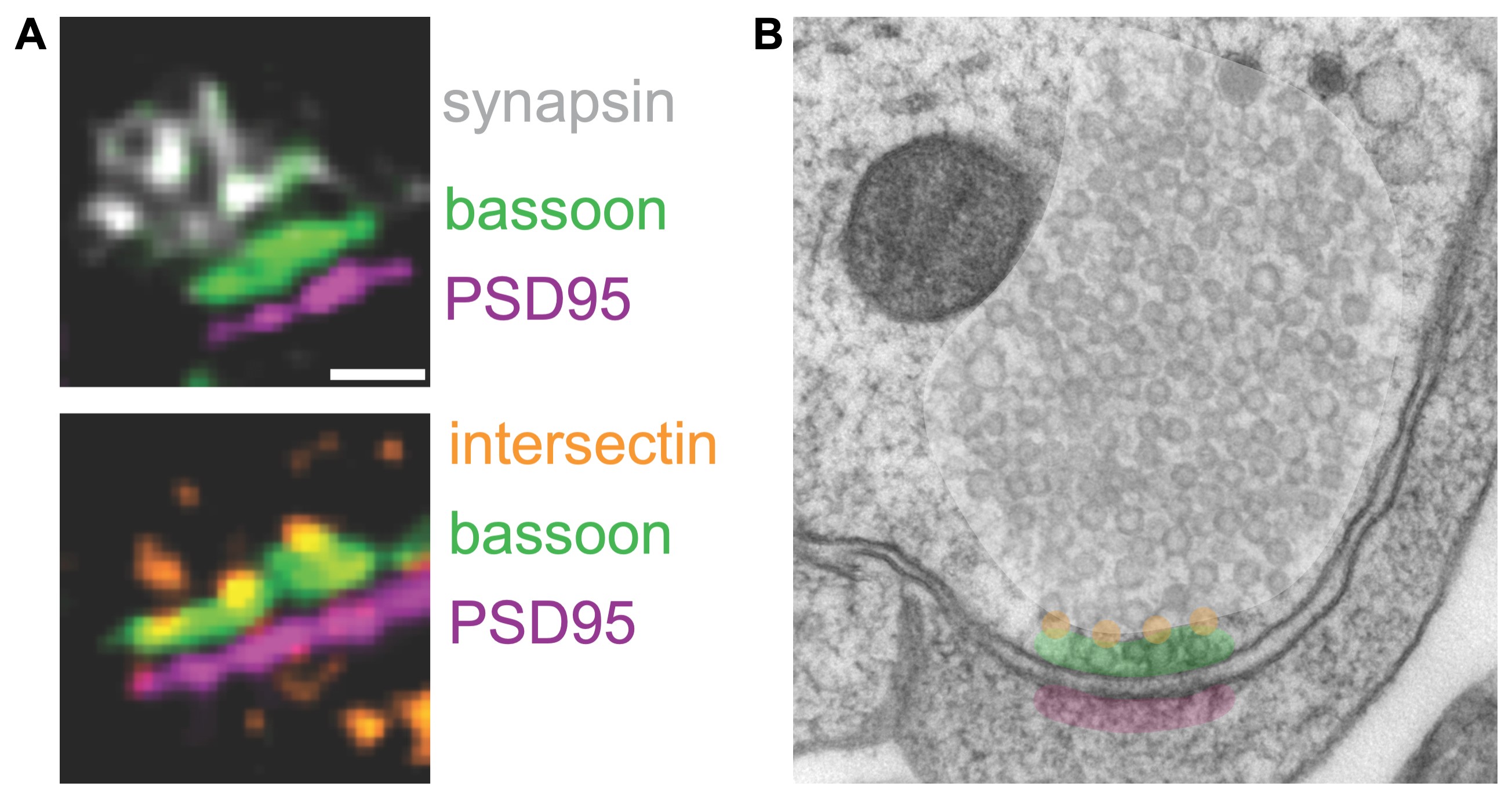 synaptic vesicles