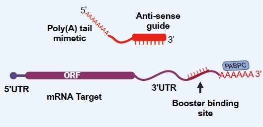 mRNA booster