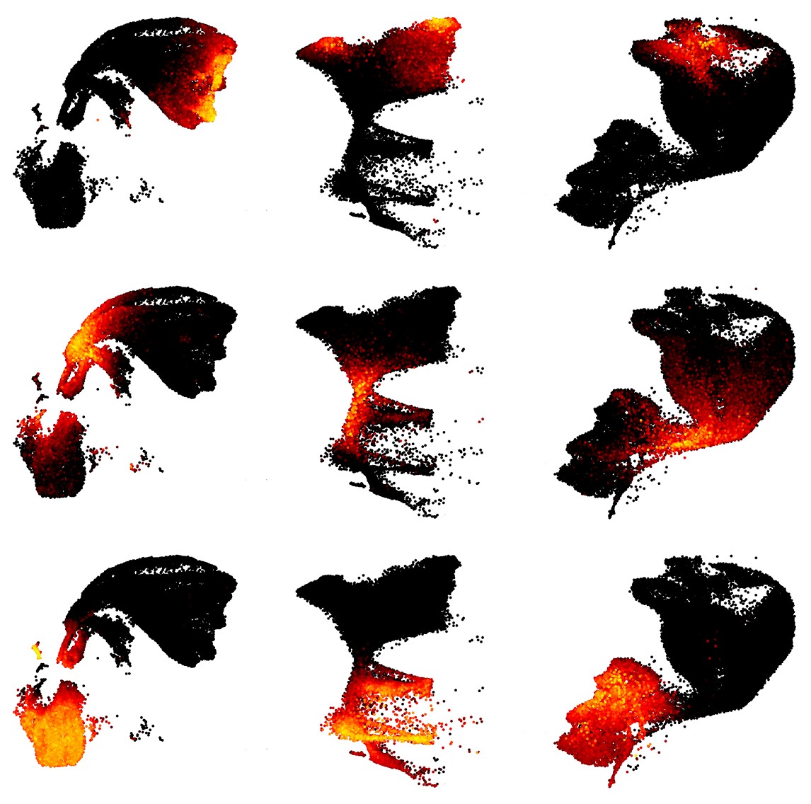 Developing brain