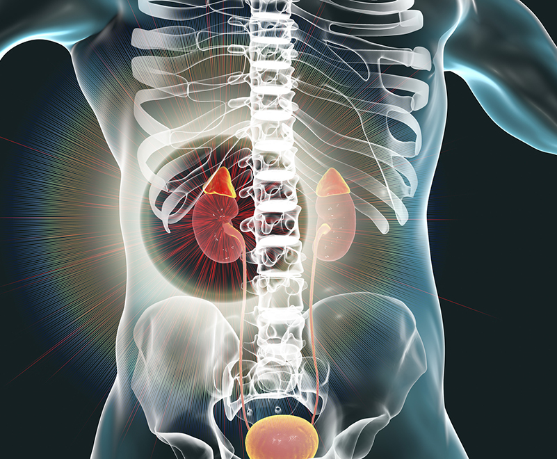 3d graphic of adrenal glands inside body