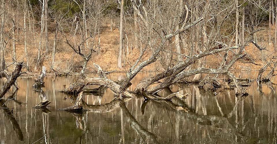 A photograph of the forest