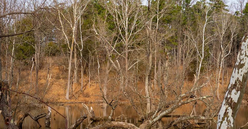 A photograph of the forest