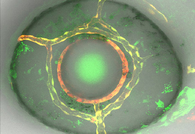 A close-up research image from the Mumm Lab