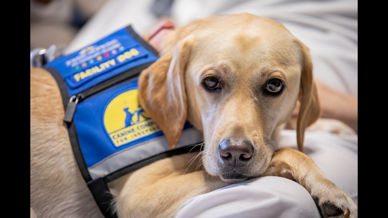 Meet Our Facility Dog, Brea! -Johns Hopkins All Children's Hospital