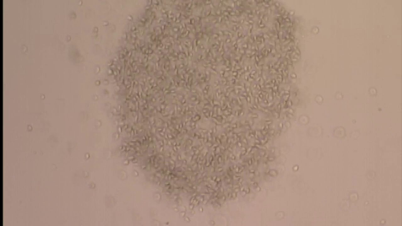 Molecular and Comparative Pathobiology