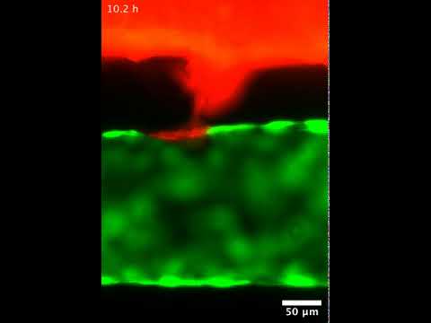 Mosaic Vessel Formation