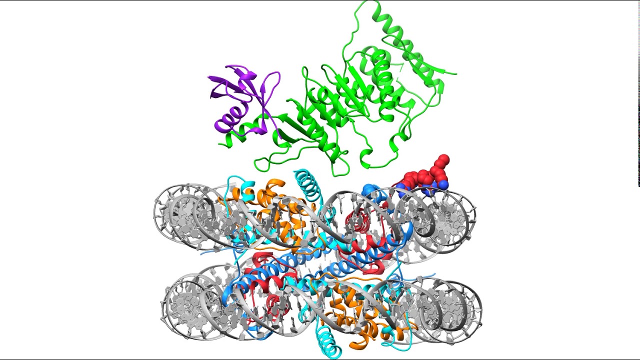 New Study Uncovers Unexpected Change in DNA Organization