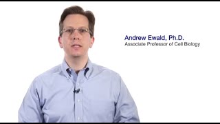 TomorrowsDiscoveries Stopping the Spread of Breast Cancer Cells  Andrew Ewald PhD