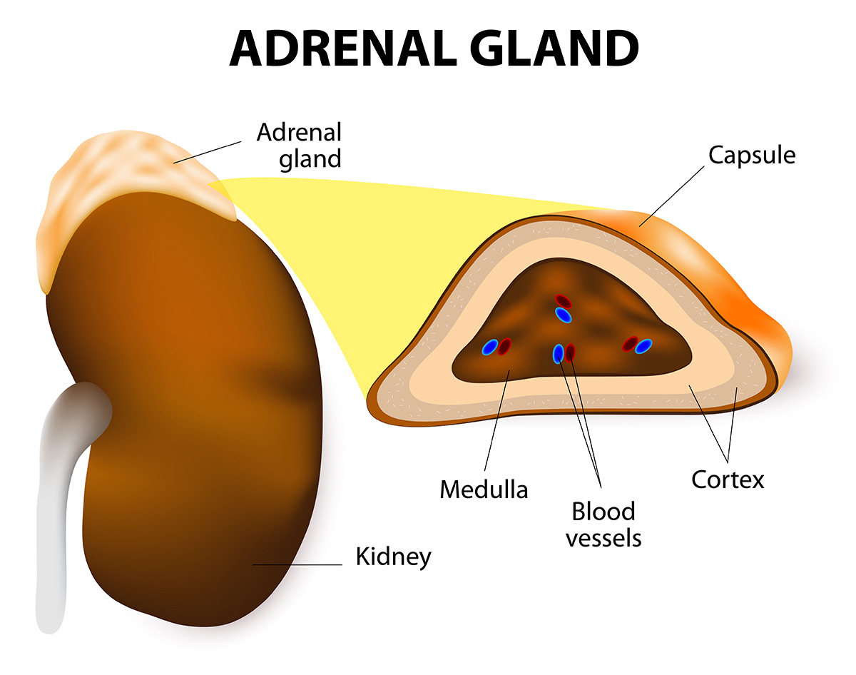 anatomy of adrenal glands
