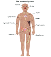 Anatomi av immunsystemet