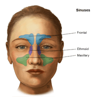 Illustration of  the sinuses