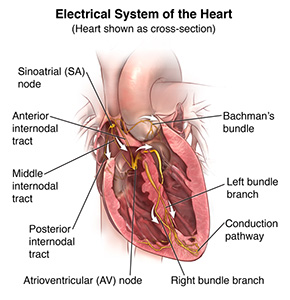 Illustration showing a cross section of the heart and the electrical system