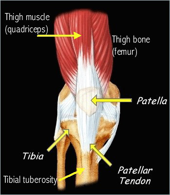 Diagram of the knee, indicating the location of the patella, tibia and patellar tendon