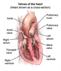 Heart Valve Repair Or Replacement Surgery Johns Hopkins Medicine