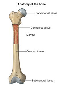 Anatomy of a bone, showing the subchondral tissue, marrow, cancellous tissue, and compact tissue.