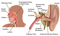 Anatomy of the ear, nose, and throat