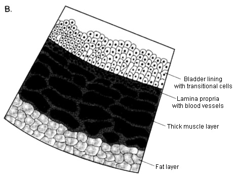 Diagram of the bladder layers