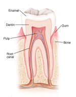 Cut away view of a tooth showing enamal, dentin, pulp, root canal, gum and bone.