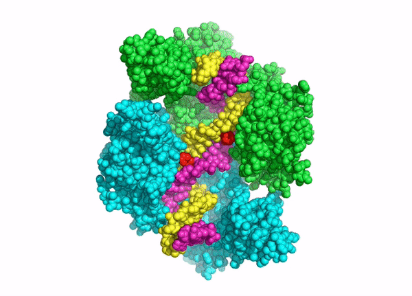 video model of topoisomerase