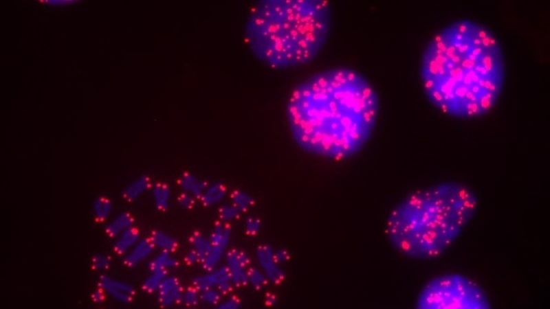 human telomeres in cells
