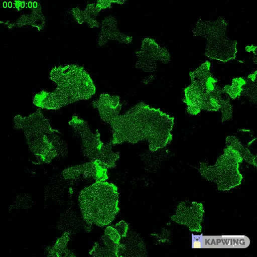 glowing amoeba