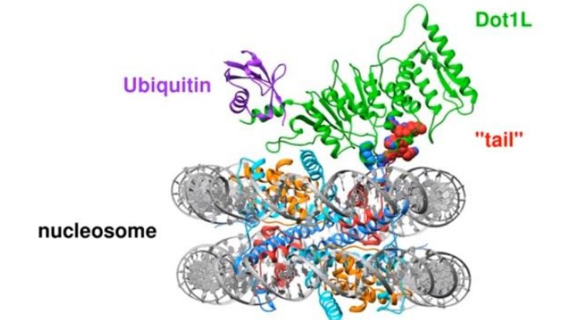 nucleosome