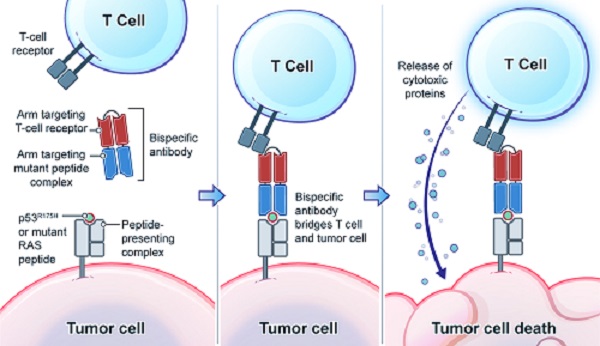 image for t cells