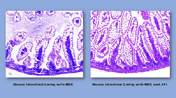 Mouse intestine lining