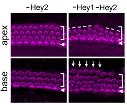 cochlear hair cells end up in uneven rows without Hey1 and Hey2